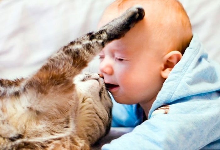 Аллергия на кошку у ребенка лечение