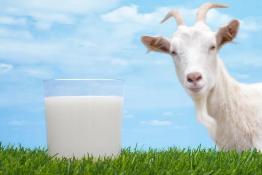 Козье молоко при грудном вскармливании