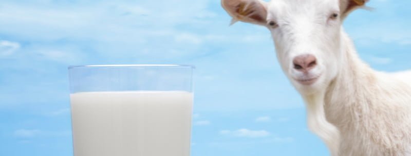 Козье молоко при грудном вскармливании