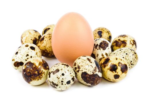 куриные и перепелиные яйца при грудном вскармливании
