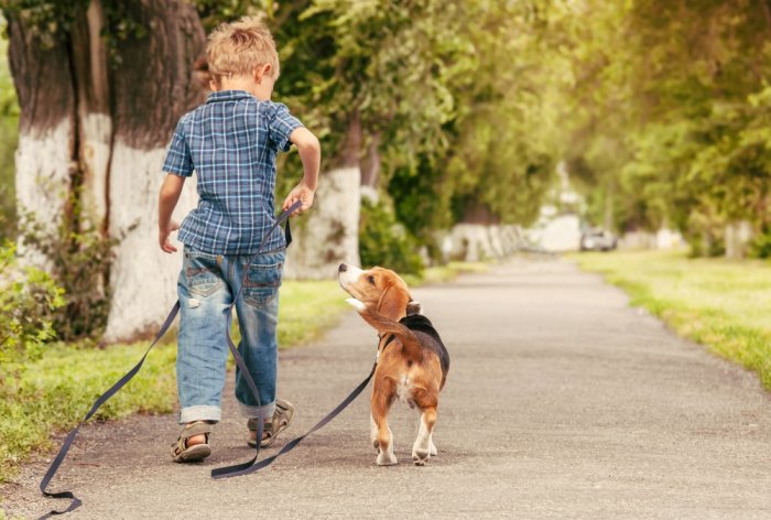 dog walking with boy