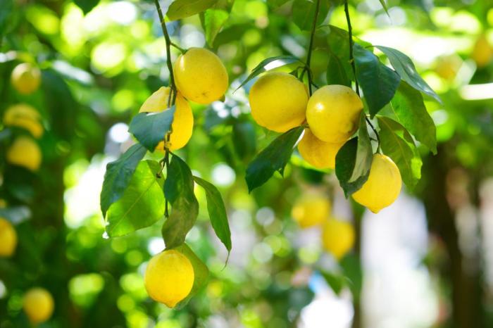 Как выбрать и хранить лимон